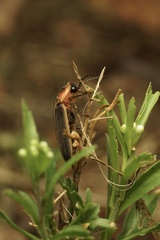 Photinus pyralis