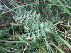 Artemisia tanacetifolia