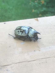 Dynastes tityus