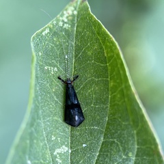 Mystacides azureus