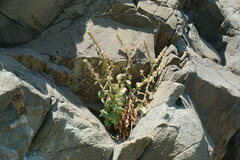 Hyoscyamus albus