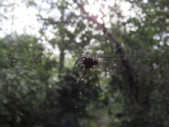 Gasteracantha falcicornis