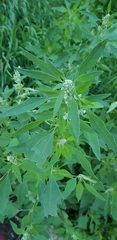 Chenopodium album