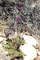 Salvia columbariae