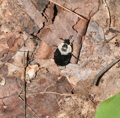 Necrophila americana