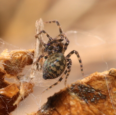 Phyxelididae