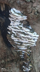 Rigidoporus populinus