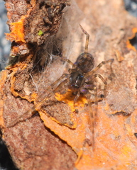 Phyxelididae