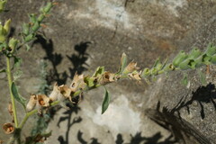 Hyoscyamus albus