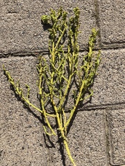 Salicornia