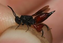 Phasgonophora sulcata