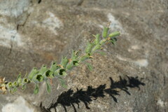 Hyoscyamus albus