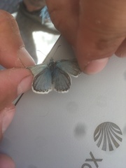 Polyommatus