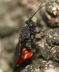 Phasgonophora sulcata