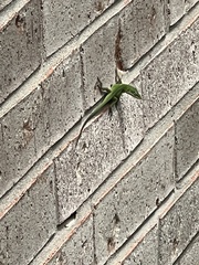 Anolis carolinensis