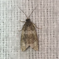 Olethreutes fasciatana