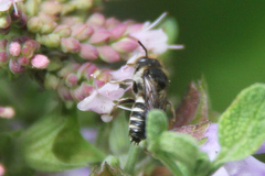 Coelioxys