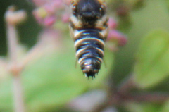 Coelioxys