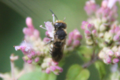 Coelioxys