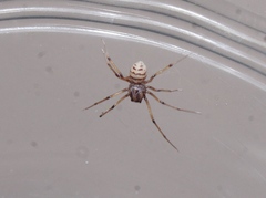 Scytodidae