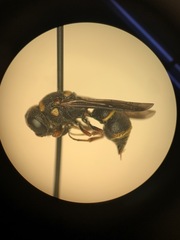 Leptochilus republicanus