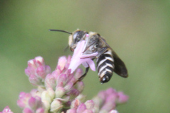 Coelioxys