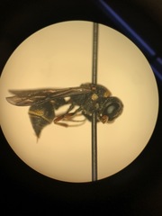 Leptochilus republicanus