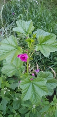 Malva sylvestris