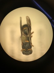 Leptochilus republicanus