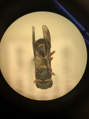 Leptochilus republicanus