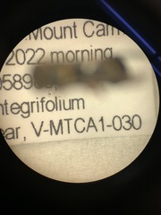 Leptochilus republicanus