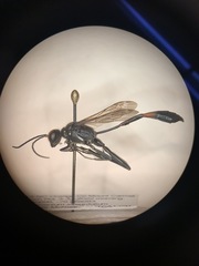 Ammophila procera