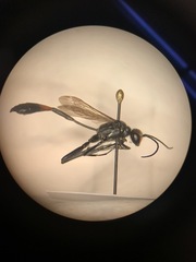 Ammophila procera