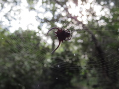 Gasteracantha falcicornis