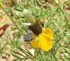 Ratibida columnifera