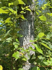 Populus balsamifera