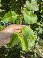 Populus balsamifera