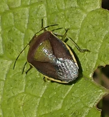 Piezodorus lituratus