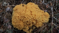 Ramaria praecox