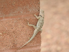 Sceloporus clarkii