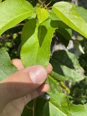 Populus balsamifera