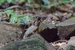 Acanthosaura crucigera