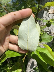 Populus balsamifera