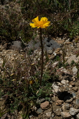 Ranunculus