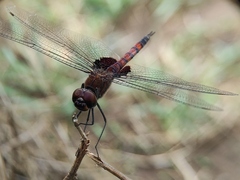 Tramea limbata