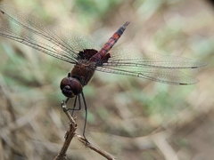 Tramea limbata