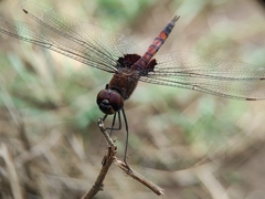 Tramea limbata