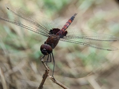 Tramea limbata