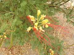 Erythrostemon gilliesii