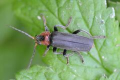 Cantharis fusca